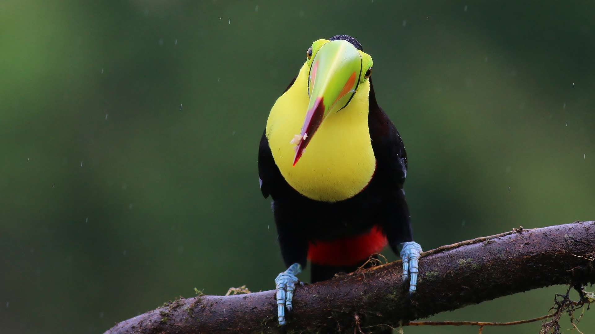 Keel-billed Toucan